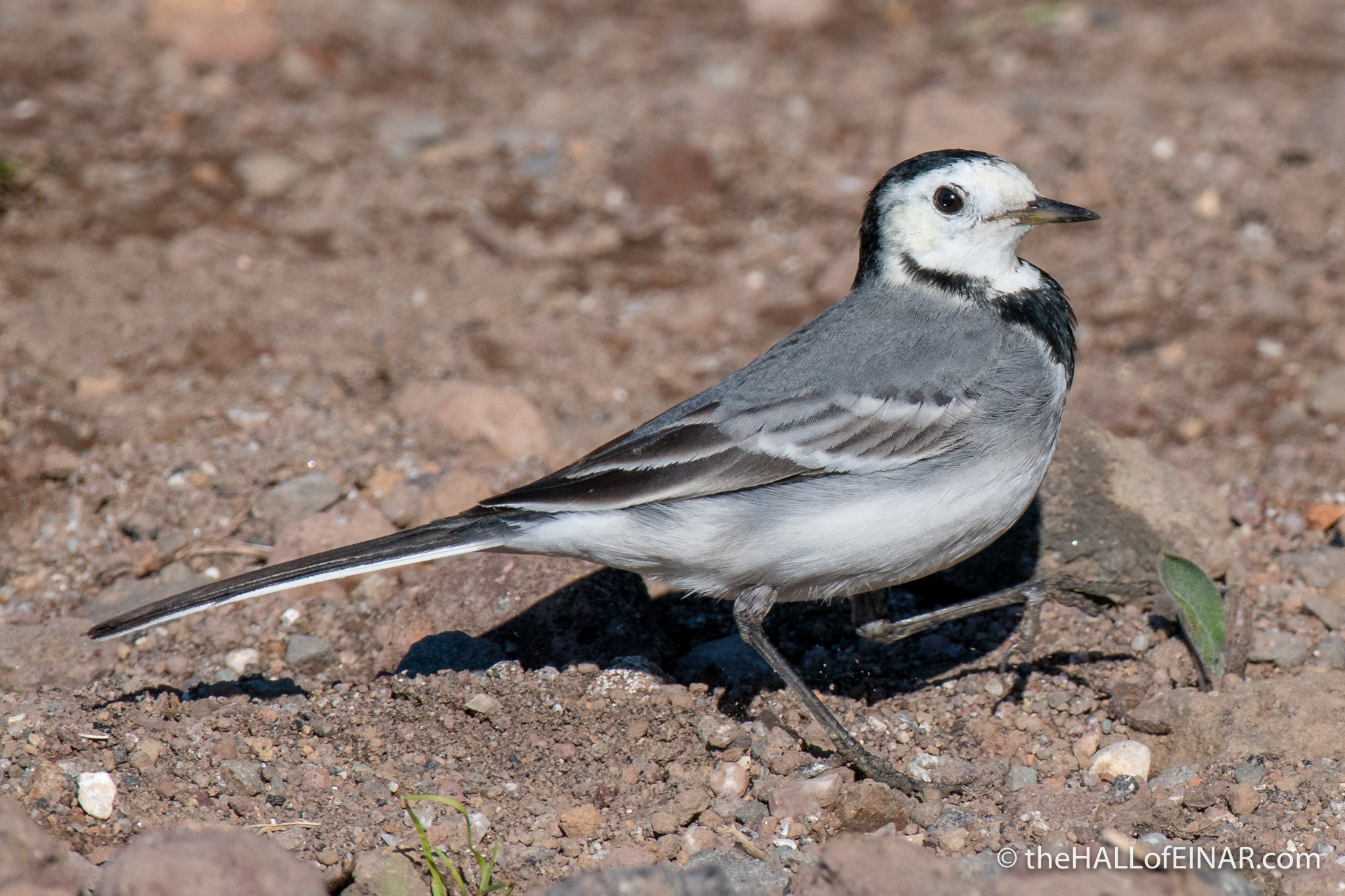 White Wagtails – David at the HALL of EINAR