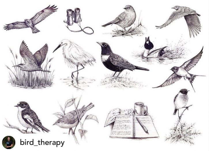 Bird Therapy Illustrations - Bernoid