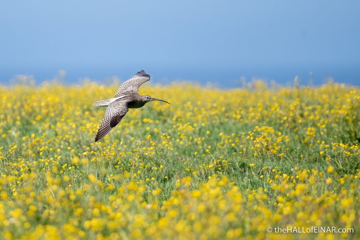 Curlew in Buttercups - The Hall of Einar - photograph (c) David Bailey (not the)