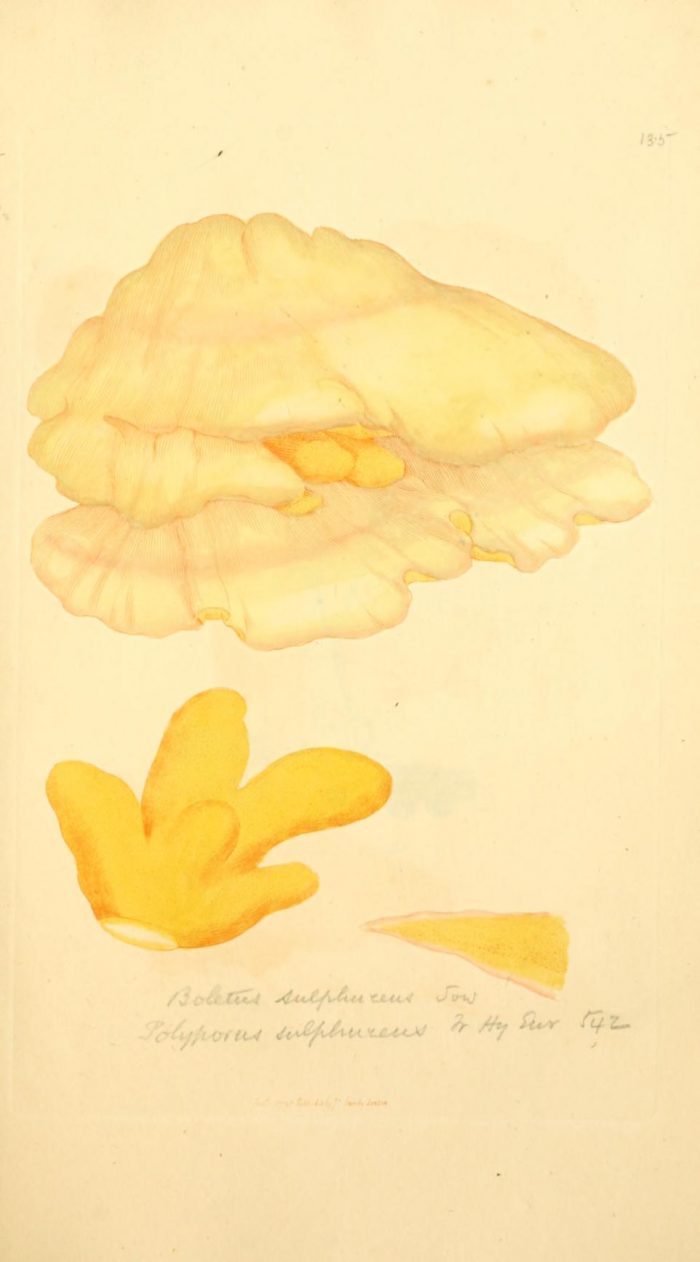 James Sowerby - Coloured figures of English fungi or mushrooms - Chicken of the Woods