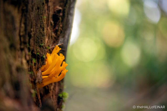 Yellow Stagshorn fungus - The Hall of Einar - photograph (c) David Bailey (not the)