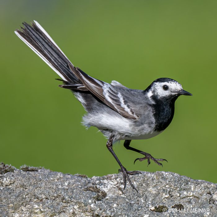 Pied Wagtail - photograph (c) David Bailey (not the)