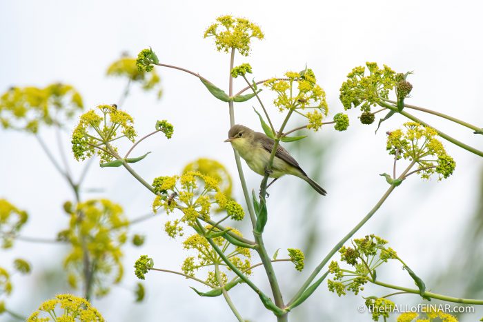Melodious Warbler - The Hall of Einar - photograph (c) David Bailey (not the)