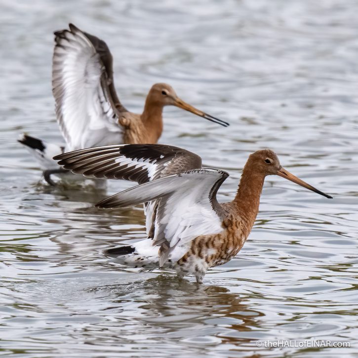 Black Tailed Godwit - The Hall of Einar - photograph (c) David Bailey (not the)