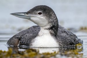 Great Northern Diver - The Hall of Einar - photograph (c) David Bailey (not the)