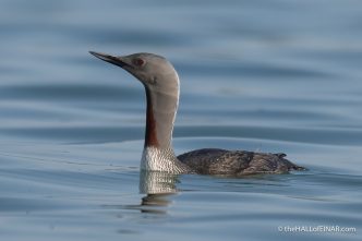 Red-Throated Diver - The Hall of Einar - photograph (c) David Bailey (not the)