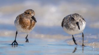 Sanderling - The Hall of Einar - photograph (c) David Bailey (not the)