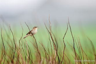 Sedge Warbler - The Hall of Einar - photograph (c) David Bailey (not the)