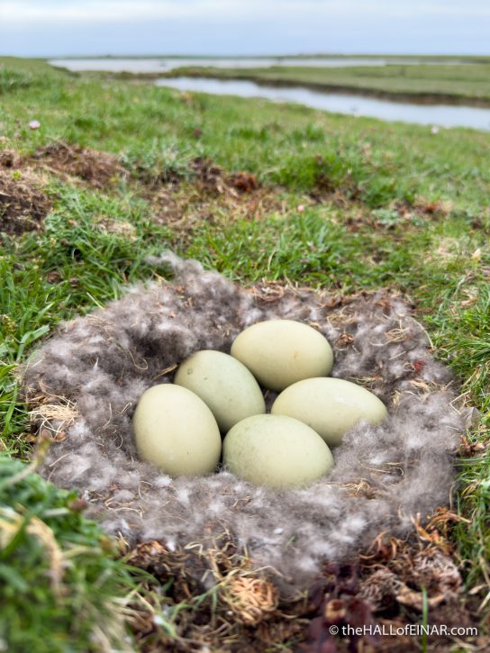 Eider Duck nest - The Hall of Einar - photograph (c) David Bailey (not the)