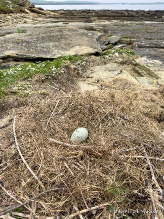 Great Black Backed Gull nest - The Hall of Einar - photograph (c) David Bailey (not the)