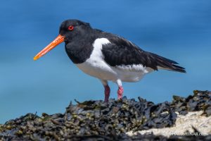 Oystercatcher - The Hall of Einar - photograph (c) David Bailey (not the)