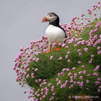 Puffin in Sea Pinks - The Hall of Einar - photograph (c) David Bailey (not the)