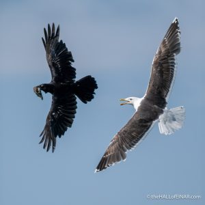 Raven and Great Black Backed Gull - The Hall of Einar - photograph (c) David Bailey (not the)