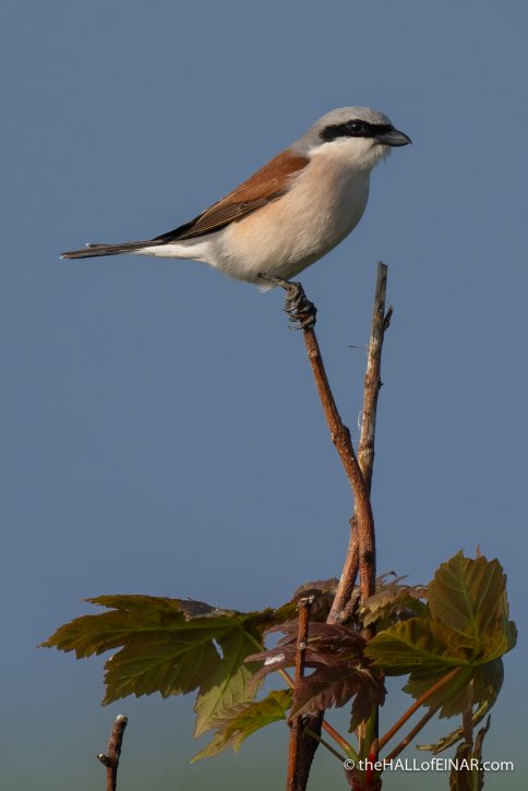 Red-Backed Shrike - The Hall of Einar - photograph (c) David Bailey (not the)